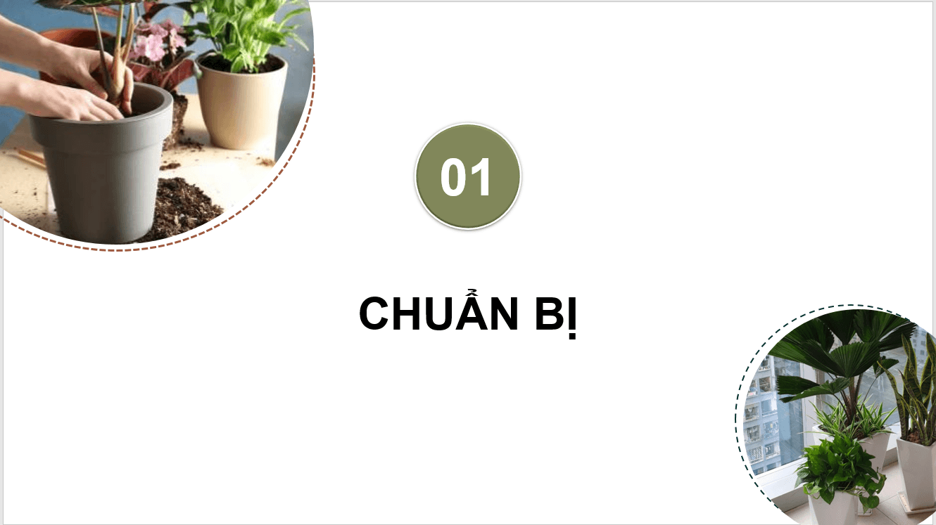 Giáo án điện tử Chuyên đề Công nghệ 10 Kết nối tri thức Bài 10: Thực hành: Trồng hoa, cây cảnh trong chậu | PPT Chuyên đề Công nghệ 10