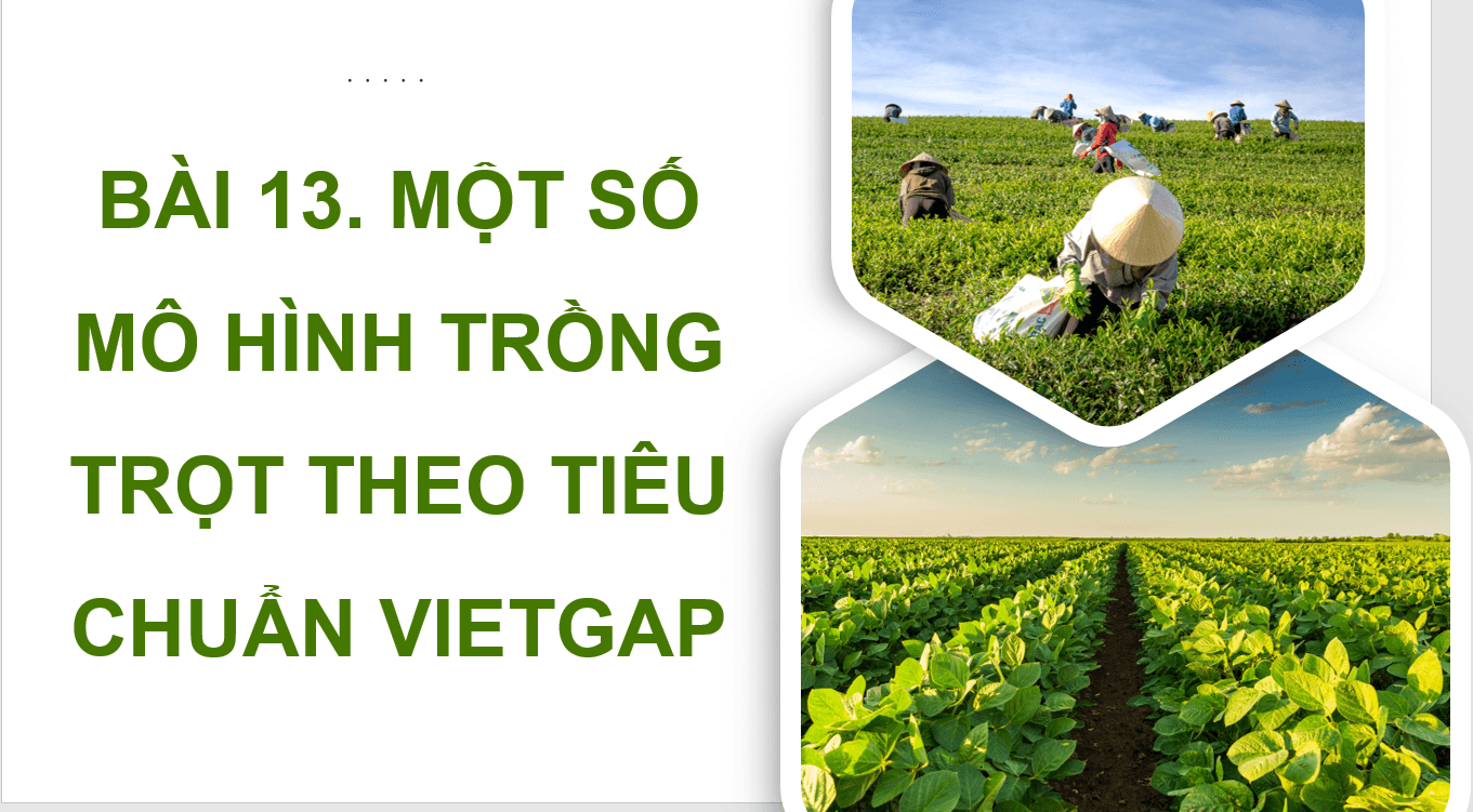 Giáo án điện tử Chuyên đề Công nghệ 10 Kết nối tri thức Bài 13: Một số mô hình trồng trọt theo tiêu chuẩn VietGAP | PPT Chuyên đề Công nghệ 10