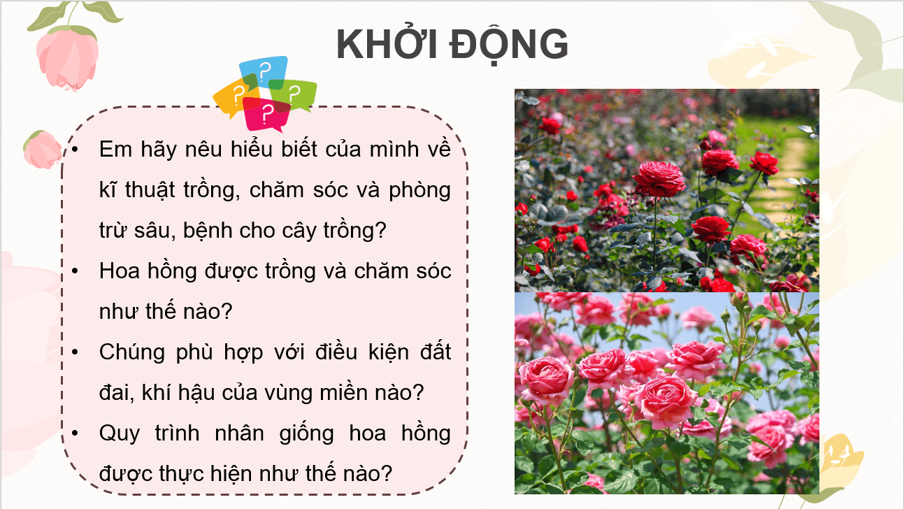 Giáo án điện tử Chuyên đề Công nghệ 10 Kết nối tri thức Bài 6: Kĩ thuật trồng và chăm sóc hoa hồng | PPT Chuyên đề Công nghệ 10