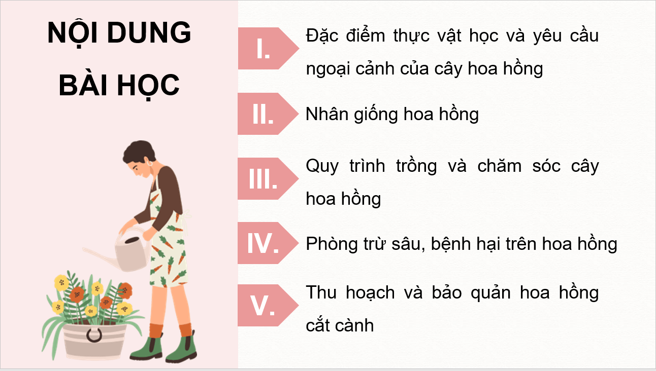 Giáo án điện tử Chuyên đề Công nghệ 10 Kết nối tri thức Bài 6: Kĩ thuật trồng và chăm sóc hoa hồng | PPT Chuyên đề Công nghệ 10