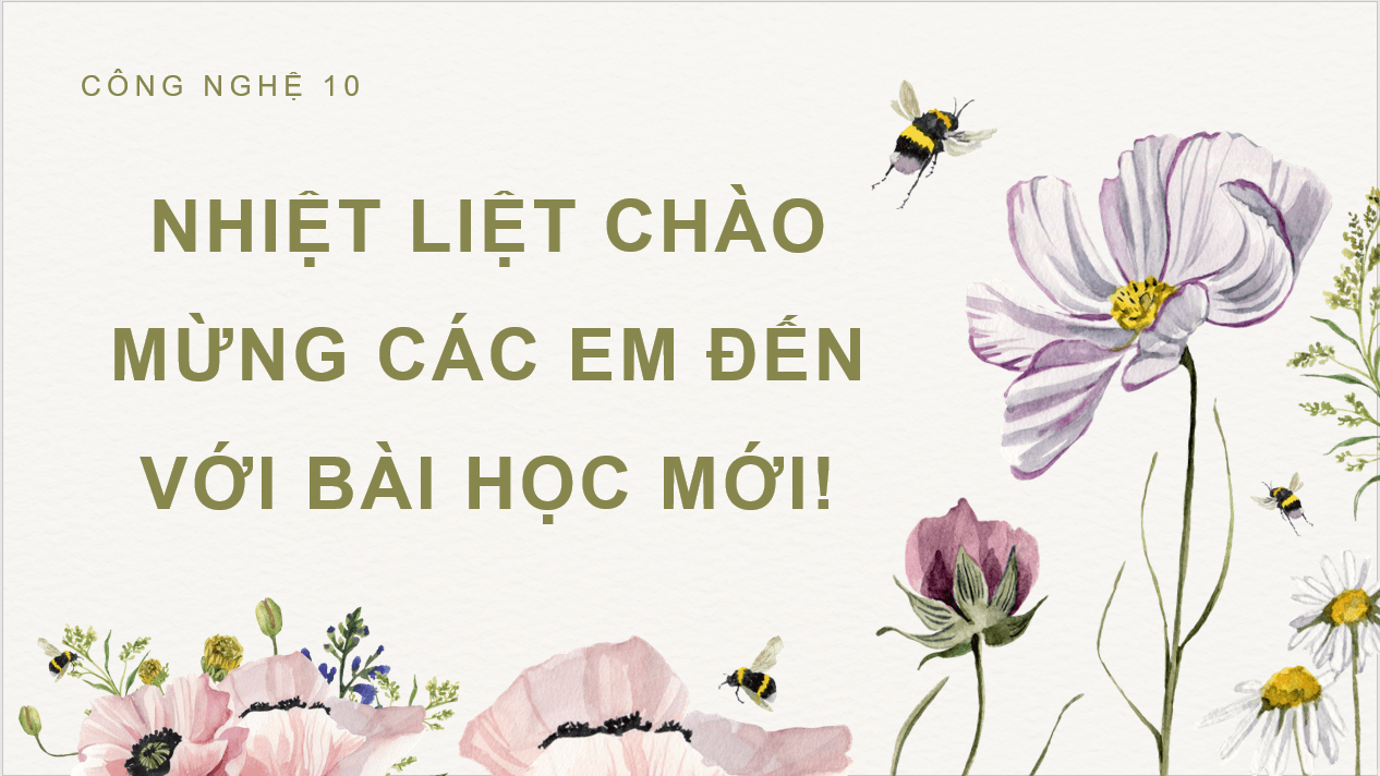 Giáo án điện tử Chuyên đề Công nghệ 10 Kết nối tri thức Bài 7: Kĩ thuật trồng và chăm sóc hoa cúc | PPT Chuyên đề Công nghệ 10