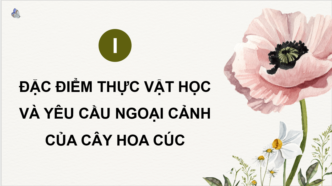 Giáo án điện tử Chuyên đề Công nghệ 10 Kết nối tri thức Bài 7: Kĩ thuật trồng và chăm sóc hoa cúc | PPT Chuyên đề Công nghệ 10