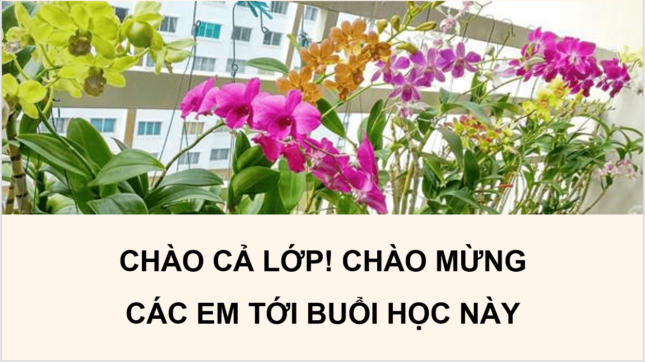Giáo án điện tử Chuyên đề Công nghệ 10 Kết nối tri thức Bài 8: Kĩ thuật trồng và chăm sóc hoa phong lan | PPT Chuyên đề Công nghệ 10