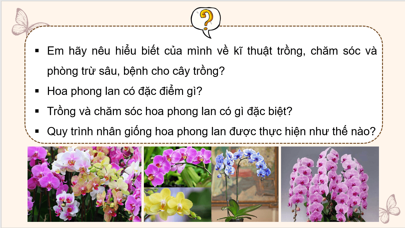 Giáo án điện tử Chuyên đề Công nghệ 10 Kết nối tri thức Bài 8: Kĩ thuật trồng và chăm sóc hoa phong lan | PPT Chuyên đề Công nghệ 10