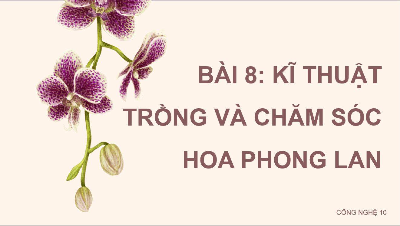 Giáo án điện tử Chuyên đề Công nghệ 10 Kết nối tri thức Bài 8: Kĩ thuật trồng và chăm sóc hoa phong lan | PPT Chuyên đề Công nghệ 10