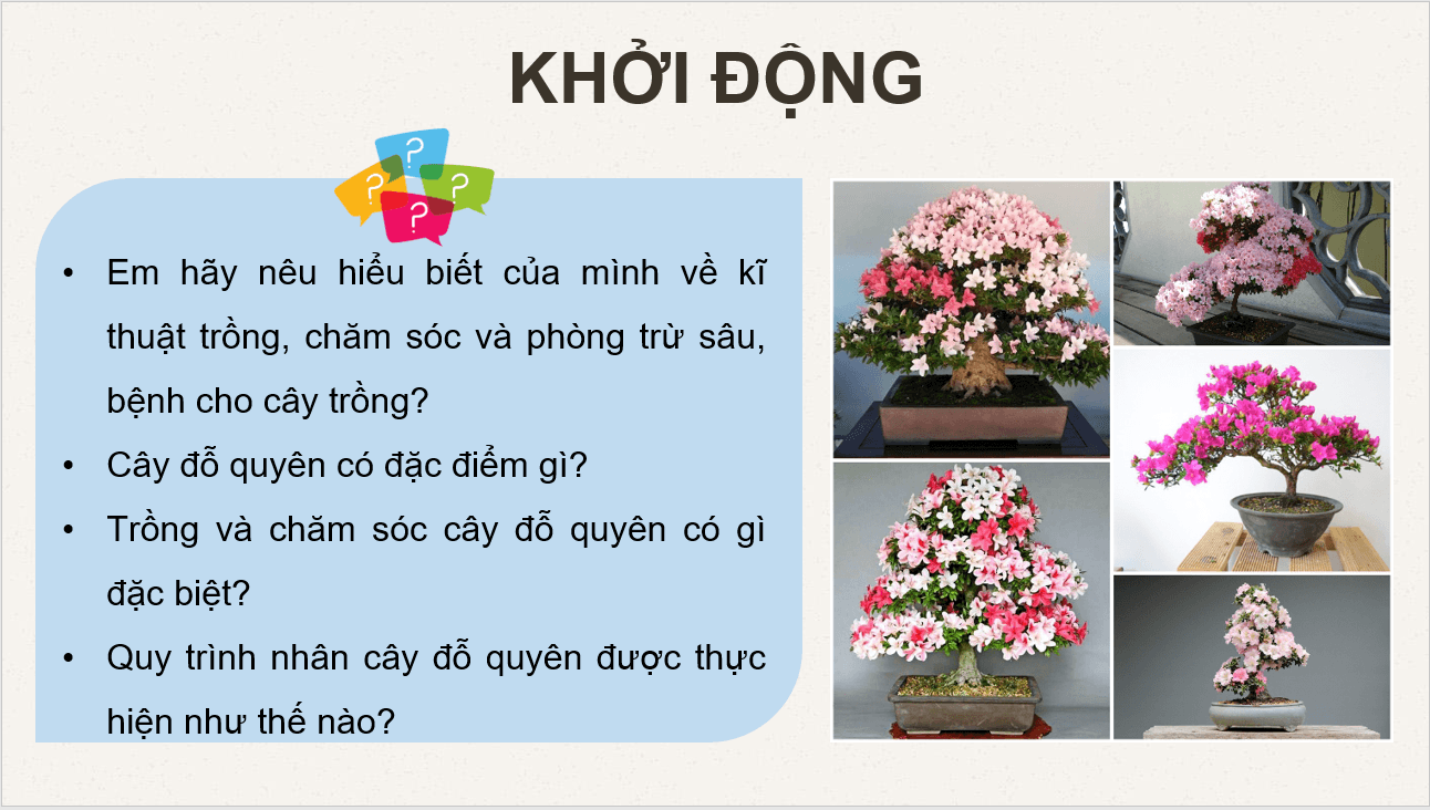 Giáo án điện tử Chuyên đề Công nghệ 10 Kết nối tri thức Bài 9: Kĩ thuật trồng đỗ quyên | PPT Chuyên đề Công nghệ 10