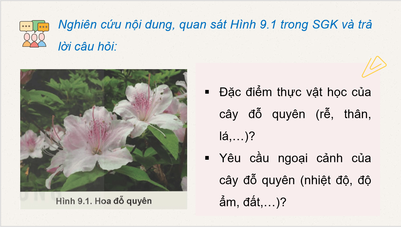 Giáo án điện tử Chuyên đề Công nghệ 10 Kết nối tri thức Bài 9: Kĩ thuật trồng đỗ quyên | PPT Chuyên đề Công nghệ 10