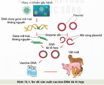 Giáo án Công nghệ 11 Kết nối tri thức Bài 15: Ứng dụng công nghệ sinh học trong phòng, trị bệnh vật nuôi