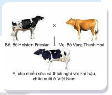 Giáo án Công nghệ 11 Kết nối tri thức Bài 5: Nhân giống vật nuôi