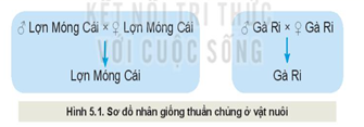 Giáo án Công nghệ 11 Kết nối tri thức Bài 5: Nhân giống vật nuôi