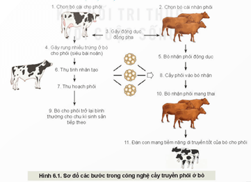 Giáo án Công nghệ 11 Kết nối tri thức Bài 6: Ứng dụng công nghệ sinh học trong chọn và nhân giống vật nuôi