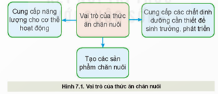 Giáo án Công nghệ 11 Kết nối tri thức Bài 7: Thức ăn và nhu cầu dinh dưỡng của vật nuôi