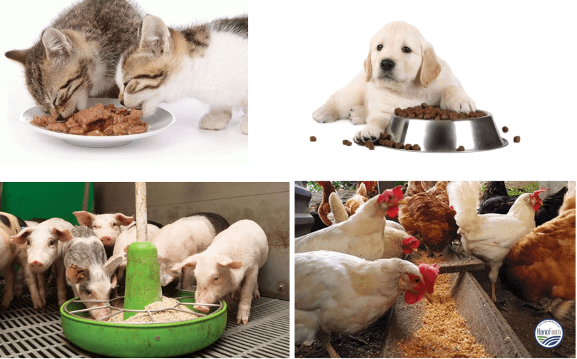 Giáo án Chuyên đề Công nghệ 11 Kết nối tri thức Bài 10: Chế biến thức ăn cho động vật cảnh (ảnh 1)