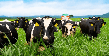 Giáo án Chuyên đề Công nghệ 11 Kết nối tri thức Bài 11: Giới thiệu về chăn nuôi theo tiêu chuẩn VietGAP (ảnh 1)