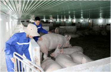 Giáo án Chuyên đề Công nghệ 11 Kết nối tri thức Bài 11: Giới thiệu về chăn nuôi theo tiêu chuẩn VietGAP (ảnh 2)