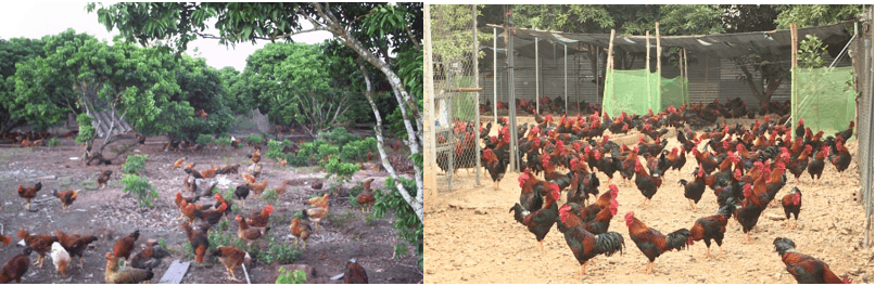 Giáo án Chuyên đề Công nghệ 11 Kết nối tri thức Bài 12: Quy trình chăn nuôi gà thịt thả vườn theo tiêu chuẩn VietGAP (ảnh 1)