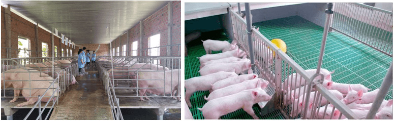 Giáo án Chuyên đề Công nghệ 11 Kết nối tri thức Bài 14: Quy trình chăn nuôi lợn thịt theo tiêu chuẩn VietGAP (ảnh 1)