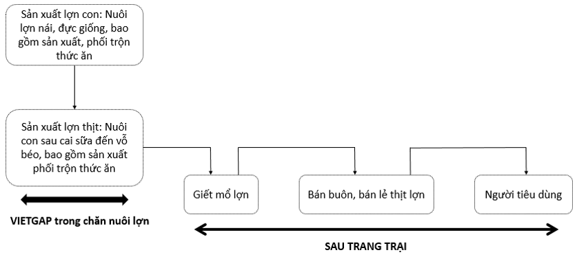 Giáo án Chuyên đề Công nghệ 11 Kết nối tri thức Bài 14: Quy trình chăn nuôi lợn thịt theo tiêu chuẩn VietGAP (ảnh 2)