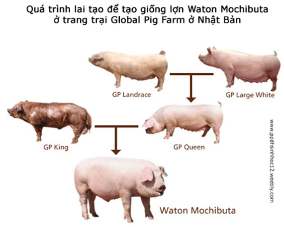 Giáo án Chuyên đề Công nghệ 11 Kết nối tri thức Bài 2: Một số ứng dụng phổ biến của công nghệ sinh học trong chọn tạo giống vật nuôi (ảnh 1)