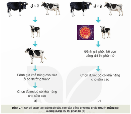 Giáo án Chuyên đề Công nghệ 11 Kết nối tri thức Bài 2: Một số ứng dụng phổ biến của công nghệ sinh học trong chọn tạo giống vật nuôi (ảnh 2)
