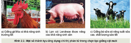 Giáo án Chuyên đề Công nghệ 11 Kết nối tri thức Bài 2: Một số ứng dụng phổ biến của công nghệ sinh học trong chọn tạo giống vật nuôi (ảnh 5)