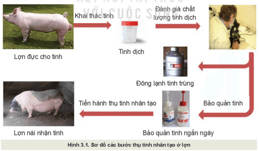 Giáo án Chuyên đề Công nghệ 11 Kết nối tri thức Bài 3: Một số ứng dụng phổ biến của công nghệ sinh học trong nhân giống vật nuôi (ảnh 2)
