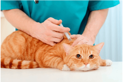 Giáo án Chuyên đề Công nghệ 11 Kết nối tri thức Bài 4: Một số ứng dụng phổ biến của công nghệ sinh học trong phòng, trị bệnh cho vật nuôi (ảnh 3)