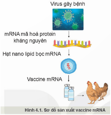 Giáo án Chuyên đề Công nghệ 11 Kết nối tri thức Bài 4: Một số ứng dụng phổ biến của công nghệ sinh học trong phòng, trị bệnh cho vật nuôi (ảnh 4)