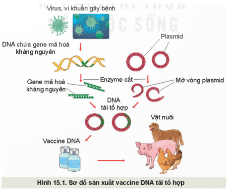 Giáo án Chuyên đề Công nghệ 11 Kết nối tri thức Bài 4: Một số ứng dụng phổ biến của công nghệ sinh học trong phòng, trị bệnh cho vật nuôi (ảnh 5)