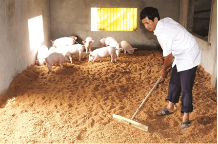 Giáo án Chuyên đề Công nghệ 11 Kết nối tri thức Bài 5: Ứng dụng công nghệ sinh học trong sản xuất đệm lót sinh học (ảnh 2)