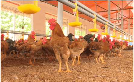 Giáo án Chuyên đề Công nghệ 11 Kết nối tri thức Bài 5: Ứng dụng công nghệ sinh học trong sản xuất đệm lót sinh học (ảnh 3)