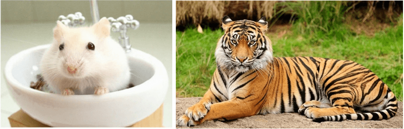 Giáo án Chuyên đề Công nghệ 11 Kết nối tri thức Bài 6: Giới thiệu về động vật cảnh (ảnh 1)