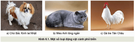 Giáo án Chuyên đề Công nghệ 11 Kết nối tri thức Bài 6: Giới thiệu về động vật cảnh (ảnh 3)