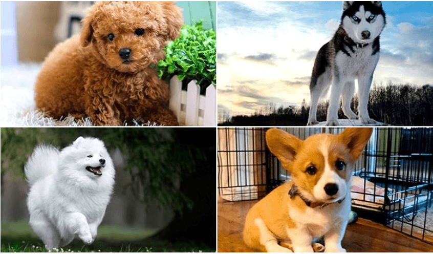 Giáo án Chuyên đề Công nghệ 11 Kết nối tri thức Bài 7: Kĩ thuật nuôi dưỡng và chăm sóc chó cảnh (ảnh 1)