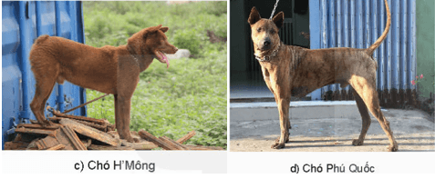 Giáo án Chuyên đề Công nghệ 11 Kết nối tri thức Bài 7: Kĩ thuật nuôi dưỡng và chăm sóc chó cảnh (ảnh 3)