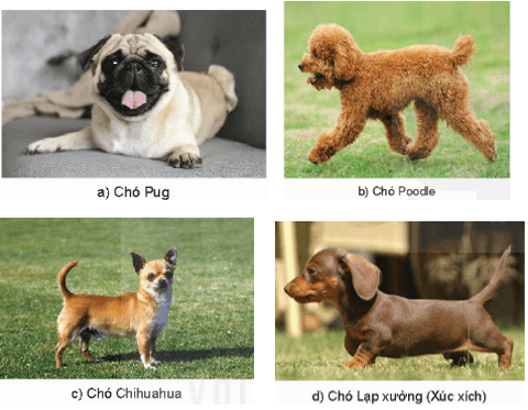 Giáo án Chuyên đề Công nghệ 11 Kết nối tri thức Bài 7: Kĩ thuật nuôi dưỡng và chăm sóc chó cảnh (ảnh 4)