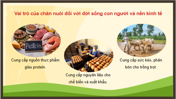 Giáo án điện tử Công nghệ 11 Kết nối tri thức Bài 1: Vai trò và triển vọng của chăn nuôi | PPT Công nghệ 11