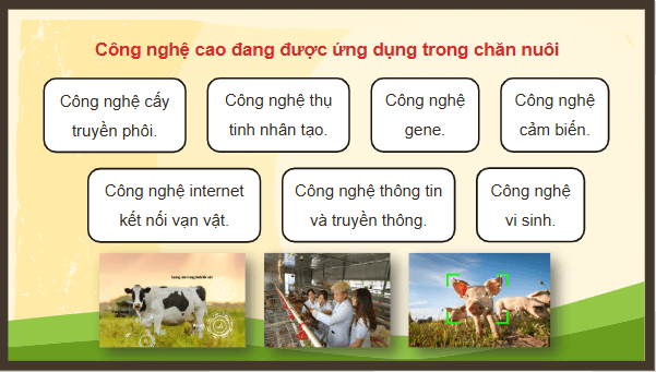 Giáo án điện tử Công nghệ 11 Kết nối tri thức Bài 1: Vai trò và triển vọng của chăn nuôi | PPT Công nghệ 11