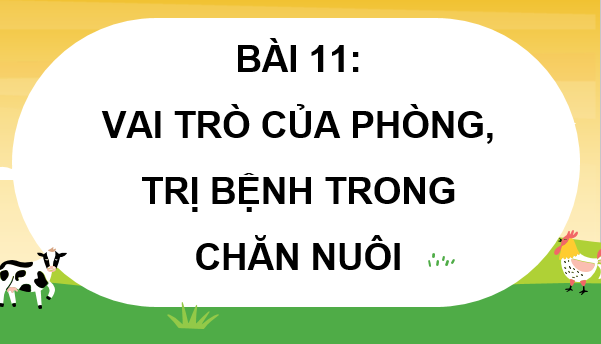 Giáo án điện tử Công nghệ 11 Kết nối tri thức Bài 11: Vai trò của phòng, trị bệnh trong chăn nuôi | PPT Công nghệ 11