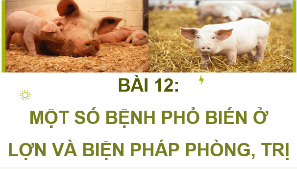 Giáo án điện tử Công nghệ 11 Kết nối tri thức Bài 12: Một số bệnh phổ biến ở lợn và biện pháp phòng, trị bệnh | PPT Công nghệ 11