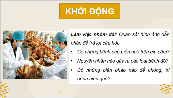 Giáo án điện tử Công nghệ 11 Kết nối tri thức Bài 13: Một số bệnh phổ biến ở gia cầm và biện pháp phòng, trị bệnh | PPT Công nghệ 11