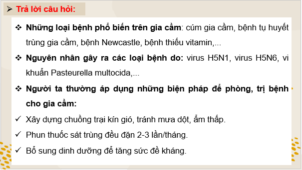 Giáo án điện tử Công nghệ 11 Kết nối tri thức Bài 13: Một số bệnh phổ biến ở gia cầm và biện pháp phòng, trị bệnh | PPT Công nghệ 11