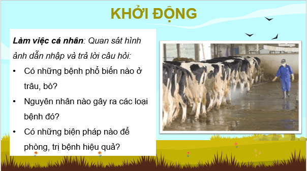 Giáo án điện tử Công nghệ 11 Kết nối tri thức Bài 14: Một số bệnh phổ biến ở trâu, bò và biện pháp phòng, trị | PPT Công nghệ 11