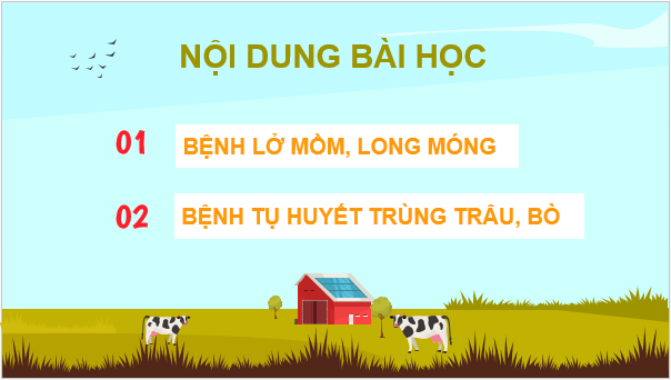 Giáo án điện tử Công nghệ 11 Kết nối tri thức Bài 14: Một số bệnh phổ biến ở trâu, bò và biện pháp phòng, trị | PPT Công nghệ 11