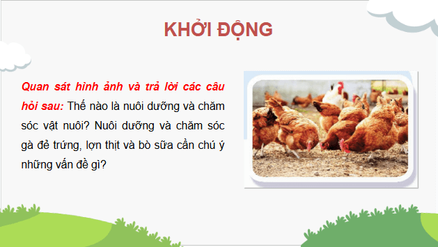 Giáo án điện tử Công nghệ 11 Kết nối tri thức Bài 17: Nuôi dưỡng và chăm sóc vật nuôi | PPT Công nghệ 11