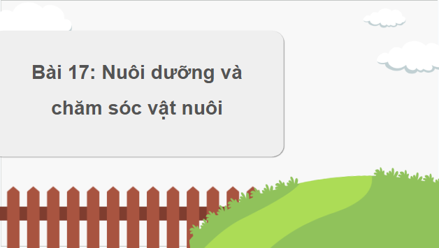 Giáo án điện tử Công nghệ 11 Kết nối tri thức Bài 17: Nuôi dưỡng và chăm sóc vật nuôi | PPT Công nghệ 11