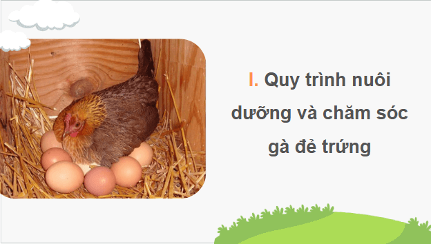 Giáo án điện tử Công nghệ 11 Kết nối tri thức Bài 17: Nuôi dưỡng và chăm sóc vật nuôi | PPT Công nghệ 11