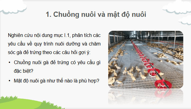 Giáo án điện tử Công nghệ 11 Kết nối tri thức Bài 17: Nuôi dưỡng và chăm sóc vật nuôi | PPT Công nghệ 11