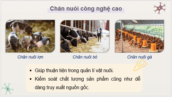 Giáo án điện tử Công nghệ 11 Kết nối tri thức Bài 19: Chăn nuôi công nghệ cao | PPT Công nghệ 11