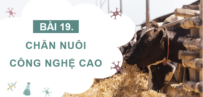 Giáo án điện tử Công nghệ 11 Kết nối tri thức Bài 19: Chăn nuôi công nghệ cao | PPT Công nghệ 11